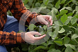 A farmer agronomist inspects and inspects the green soybean leaves growing in the field