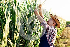 A farmer agronomist inspects the stems and leaves of green corn
