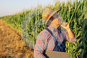 A farmer agronomist inspects the stems and leaves of green corn