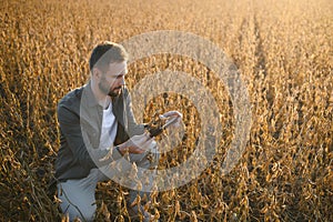 farmer or agronomist in soybean field examining crop at sunset