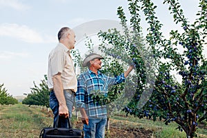 Farmer and agronomist standing in a plum orchard, looking and pointing away, photo