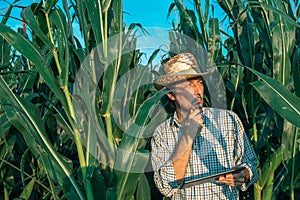 Farmer agronomist with tablet computer in corn crop field