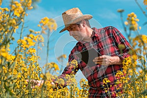 Farmer agronomist using innovative technology tablet computer in blooming rapeseed field