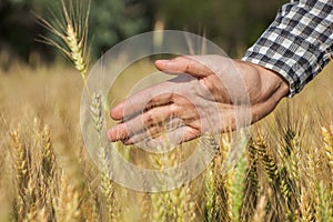 Farmer agronomist on the wheat field touches the golden spikelet.