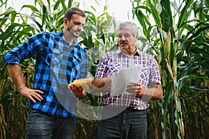 Farmer and an agronomist working in field inspect ripening corn cobs. two Businessman checks ripening of corn cobs. concept of