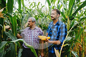 Farmer and an agronomist working in field inspect ripening corn cobs. two Businessman checks ripening of corn cobs. concept of