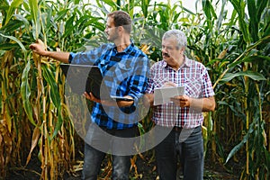 Farmer and an agronomist working in field inspect ripening corn cobs. two Businessman checks ripening of corn cobs. concept of