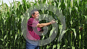 Farmer analyze corn field