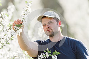 Farmer analyzes flower cherry orchard with blossoming trees in s