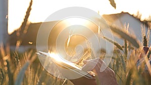 Farmer analyzing crops growth using digital tablet at sunset