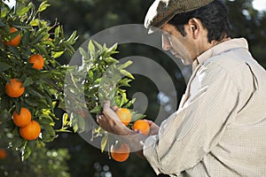 Farmer Analyzing Oranges In Farm