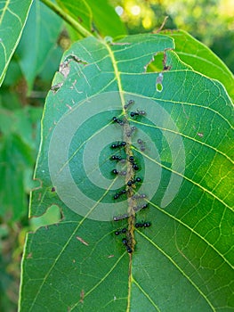 Farmer ants breeds aphids on a leaf