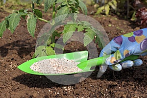 The farmer applies granular fertilizers to young tomato plants. Hand in a glove hold a shovel and fertilize seedlings in an