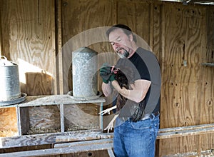 Farmer Applying Medication To A Free Range Chicken