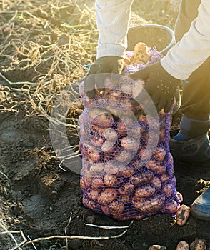 A farmer is bagging fresh potatoes. Autumn harvesting. Agriculture and farming. Organic vegetables. Harvest. Eco-friendly products