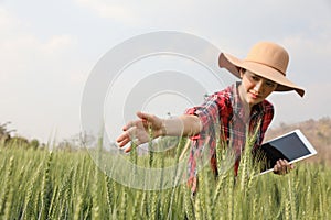 Farmer barley crop field plantation checking quality