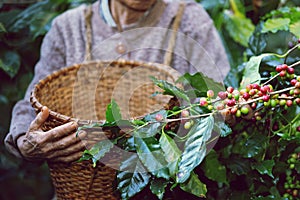 Farmer with basket in hand to harvest coffee beans