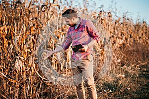 farmer with beard checking corn, corn harvesting. People in agriculture field