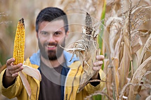 Farmer showing corn cobs