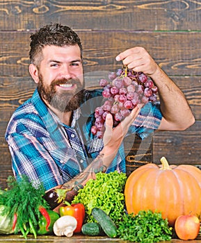 Farmer bearded guy with homegrown harvest on table hold grapes. Farmer proud of grapes harvest. Man hold grapes wooden