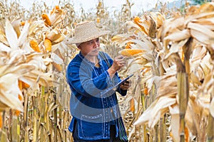 Farmer or Biologist inspect Check or Analyze and Research Raw Corn Cob