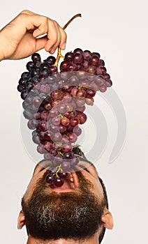 Farmer bites his harvest. Winegrower with his face up eats cluster of grapes.