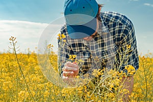 Farmer in blooming canola field