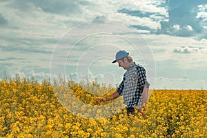 Farmer in blooming canola field