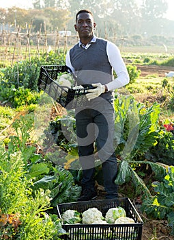 Farmer with box of cauliflowers