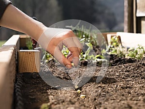 Farmer` boy holding organic seed in raised garden bed