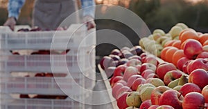 A farmer brings a box of apples from his orchard to the counter of the farmer& x27;s market