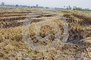 farmer burning his rice field