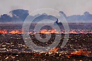 A farmer burning up a harvested sugarcane field