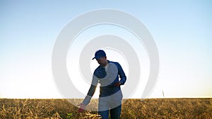 Farmer businessman walking down wheat field inspects field ripe wheat at sunrise