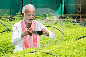 Farmer capturing photos of crop saplings or plants at greenhouse or polyhouse to check about plant gowth or pest on internet -