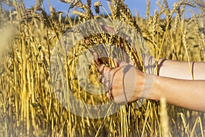 The farmer carefully checks the quality of the crop.