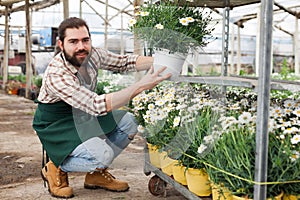 Farmer caring osteospermum ecklonis