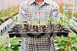 Farmer carry melon seedling tray in greenhouse