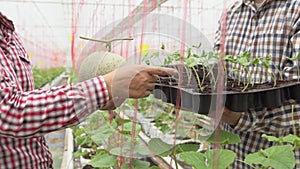 Farmer carry melon seedling tray in greenhouse