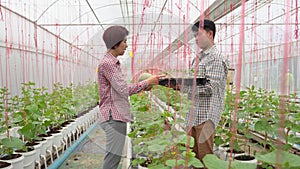 Farmer carry melon seedling tray in greenhouse