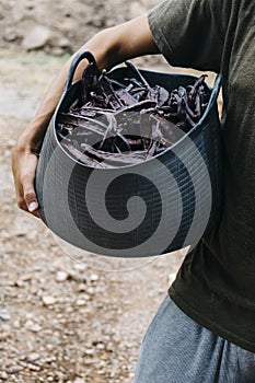 Farmer carrying a basket full of carob beans