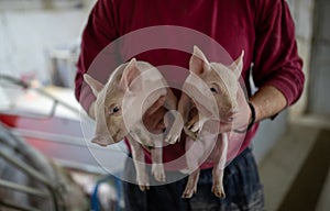 Farmer carrying piglets in pigpen