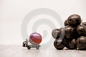 Farmer carrying raspberries red grape. Macro photo