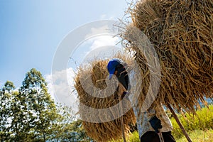 Farmer carrying rice with sunlight