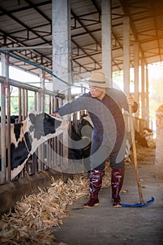 Farmer is catching the head of a cow. On his farm he loves cows