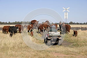 Farmer and cattle