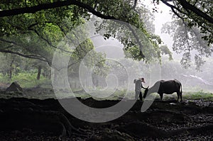 A farmer and cattle