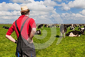 Farmer with cattle cows