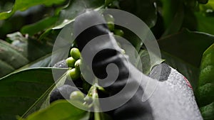 Farmer check coffee beans on the branch. Growing on a coffee plantation. Food, cultivate