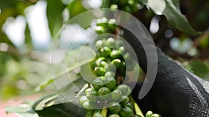 Farmer check coffee beans on the branch. Growing on a coffee plantation. Food, cultivate